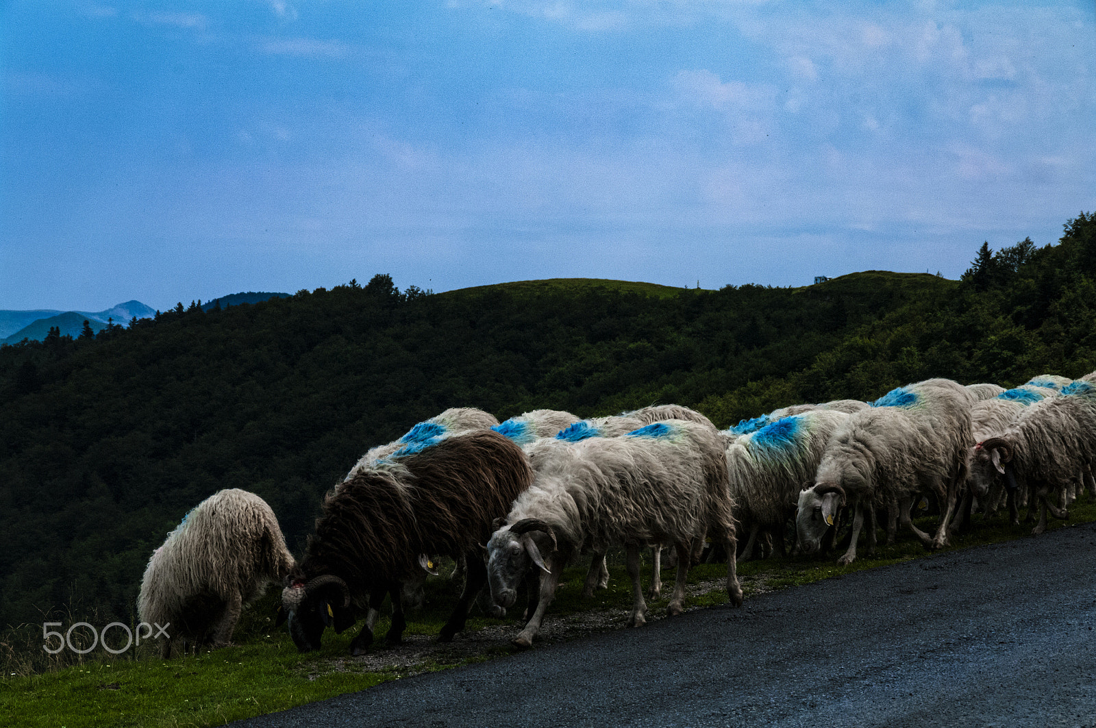 Pentax K-7 sample photo. Sheep in the mountain photography