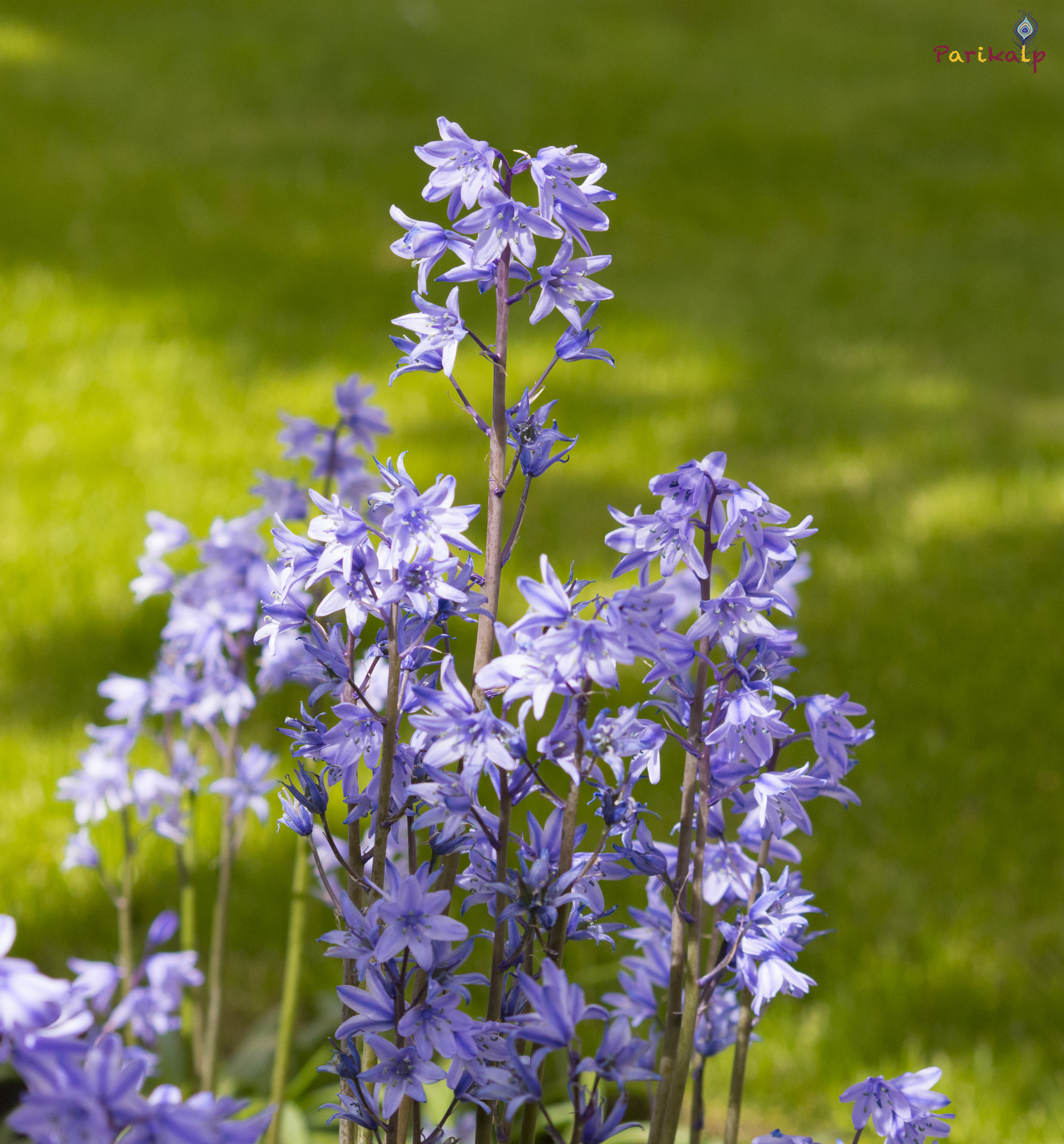 Sigma 70-300mm F4-5.6 APO DG Macro sample photo. Small pretty flowers photography