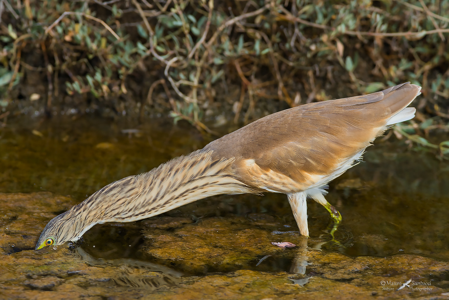 Nikon AF-S Nikkor 300mm F2.8G ED VR II sample photo. Sgarza ciuffetto in caccia photography