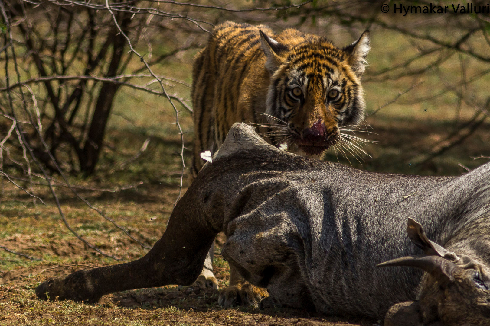Canon EF 300mm F4L IS USM sample photo. Tiger cub photography