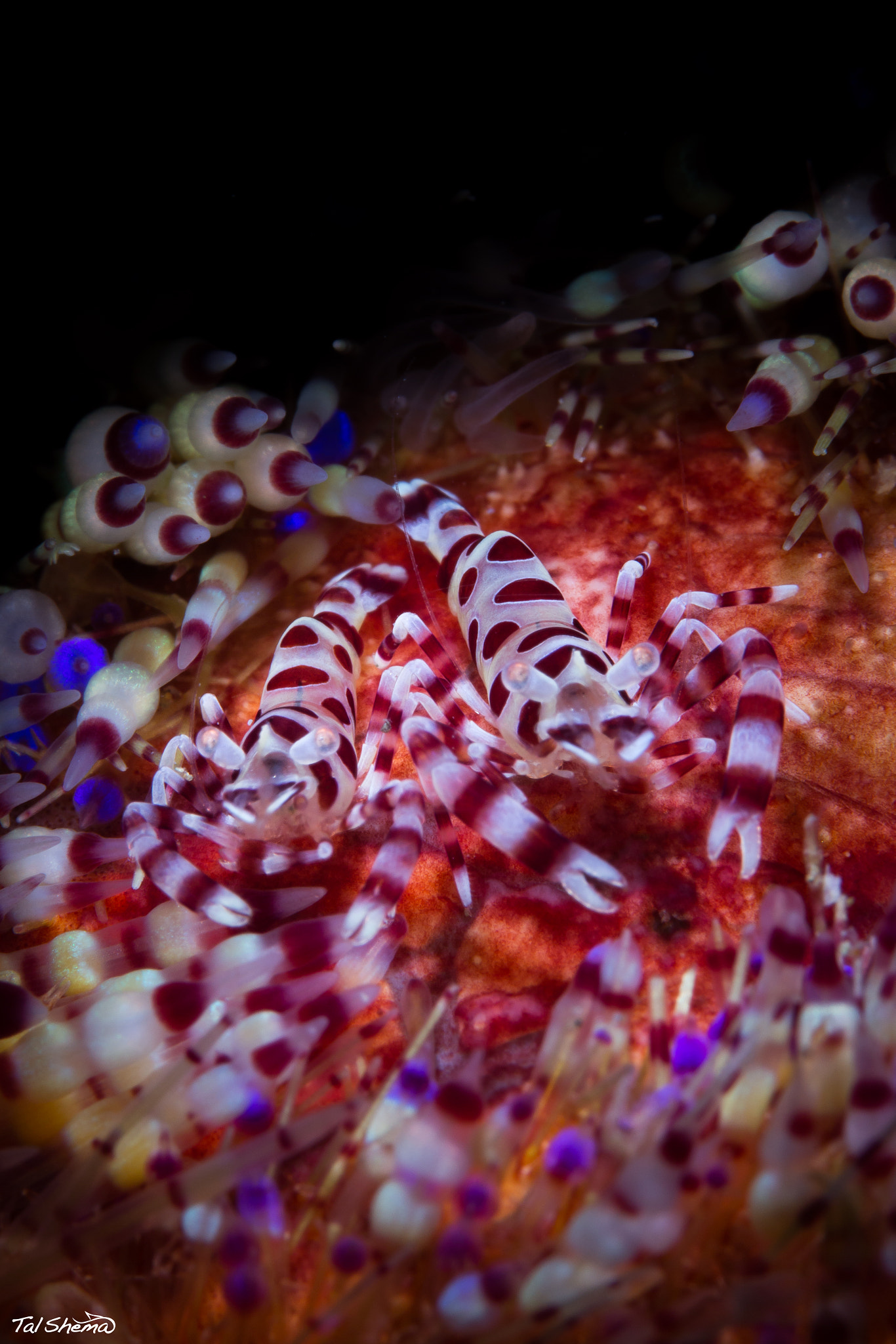 Canon EF-S 60mm F2.8 Macro USM sample photo. Coleman shrimps anilao, philippines photography