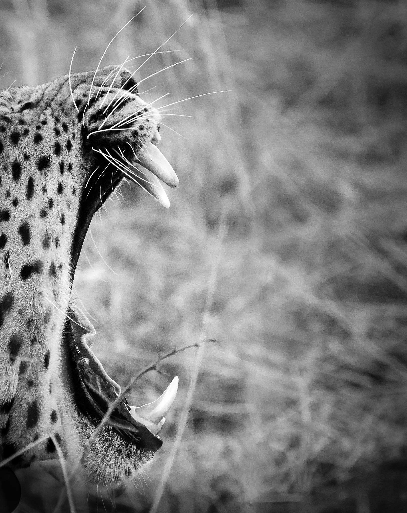 Pentax K-1 sample photo. Leopard smile photography
