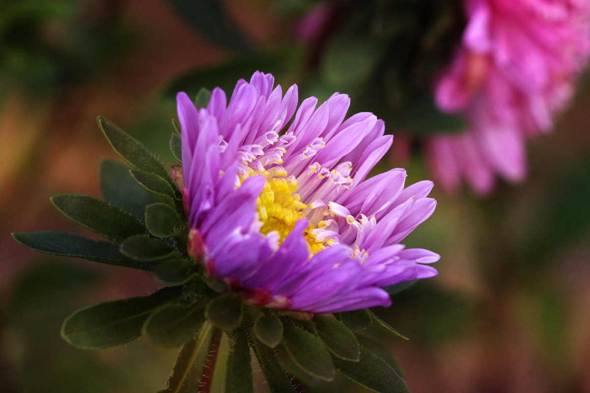 Canon EF 100mm F2.8 Macro USM sample photo. Purple beauty photography