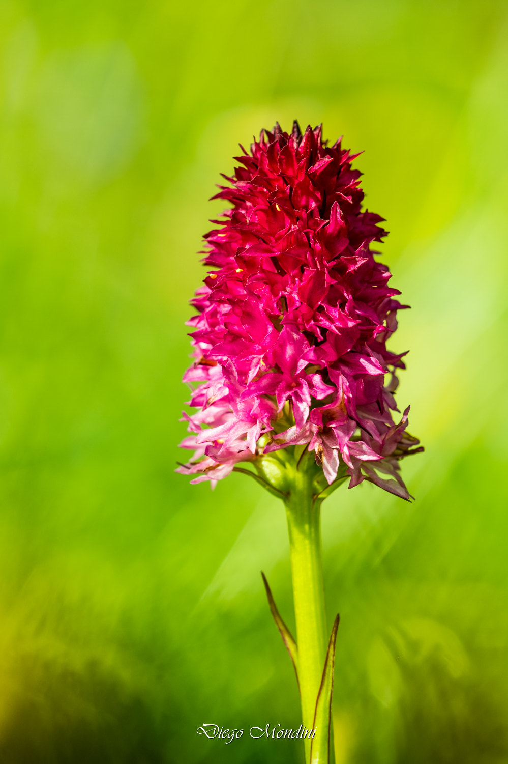Sigma 150mm F2.8 EX DG Macro HSM sample photo. Nigritella photography