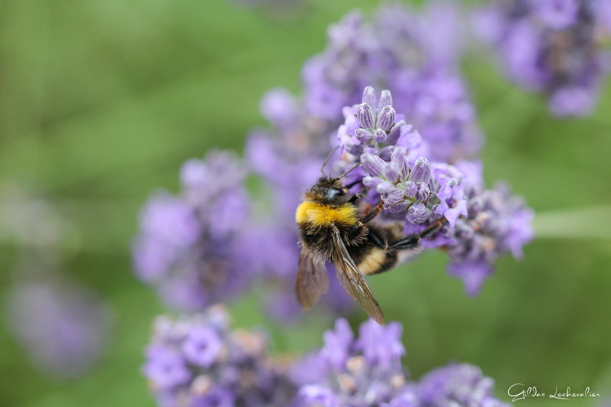 Canon EF 100mm F2.8 Macro USM sample photo. Bumblebee photography