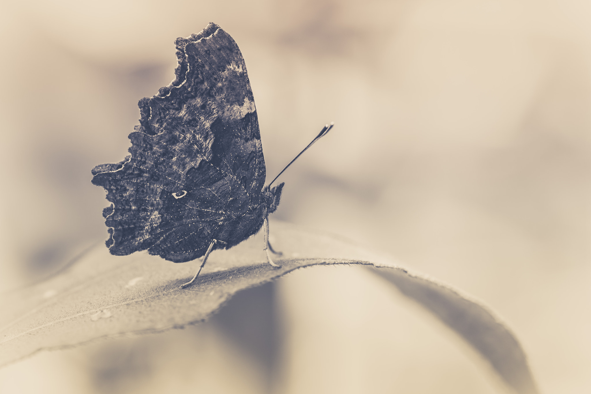 Sigma 150mm f/2.8 EX DG OS HSM APO Macro sample photo. Comma photography