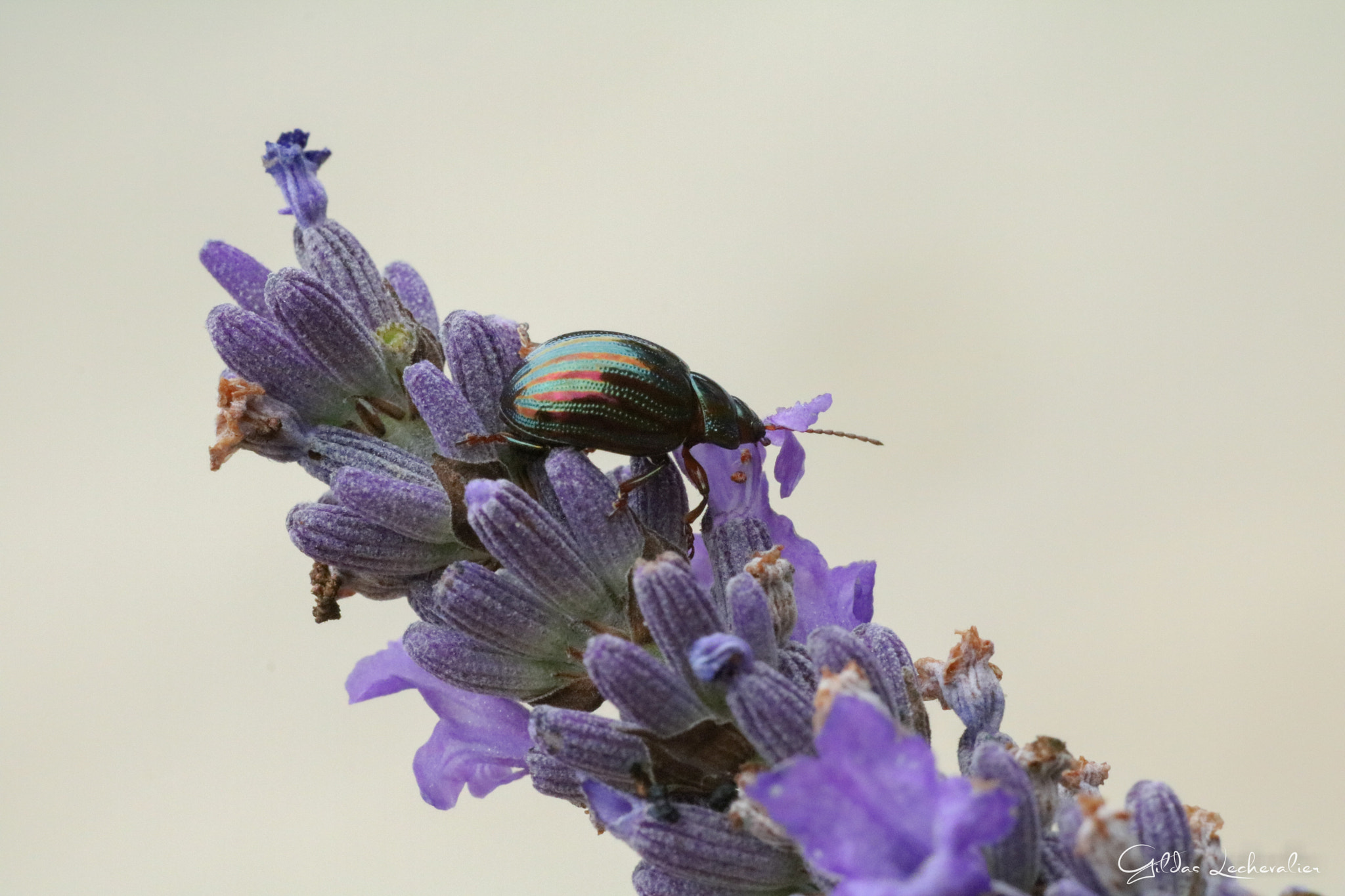 Canon EF 100mm F2.8 Macro USM sample photo. What is it? photography