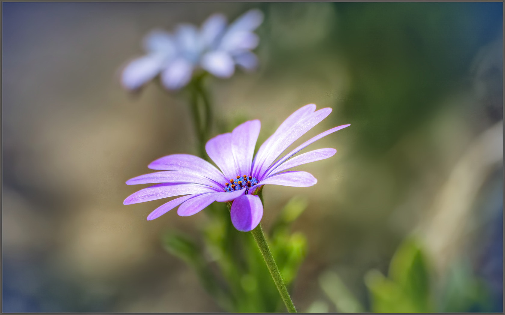 Sigma 70-300mm F4-5.6 APO Macro Super II sample photo. Serenity photography