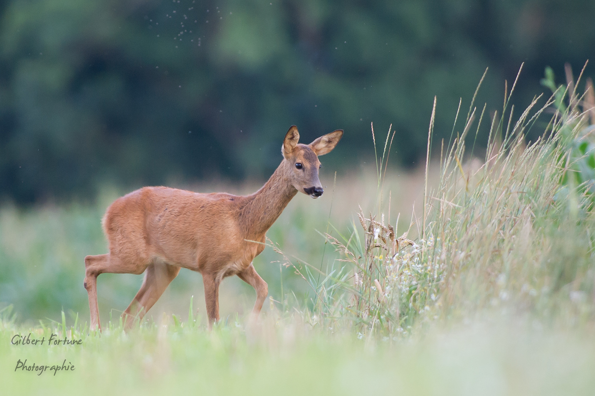 Nikon AF-S Nikkor 300mm F2.8G ED VR II sample photo. Chevreuil photography