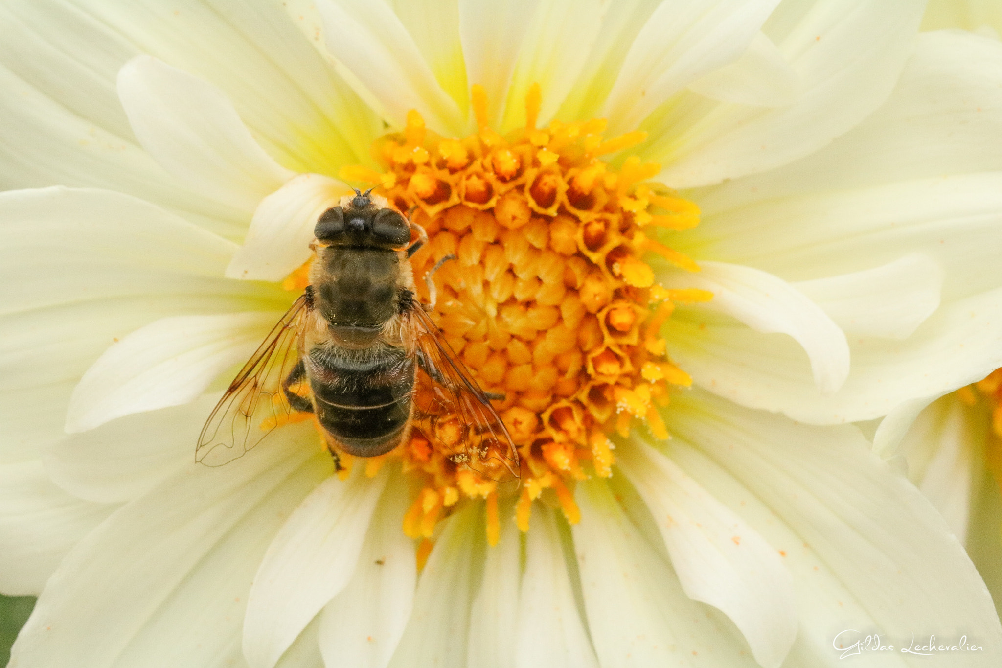 Canon EF 100mm F2.8 Macro USM sample photo. Bee on the work... photography