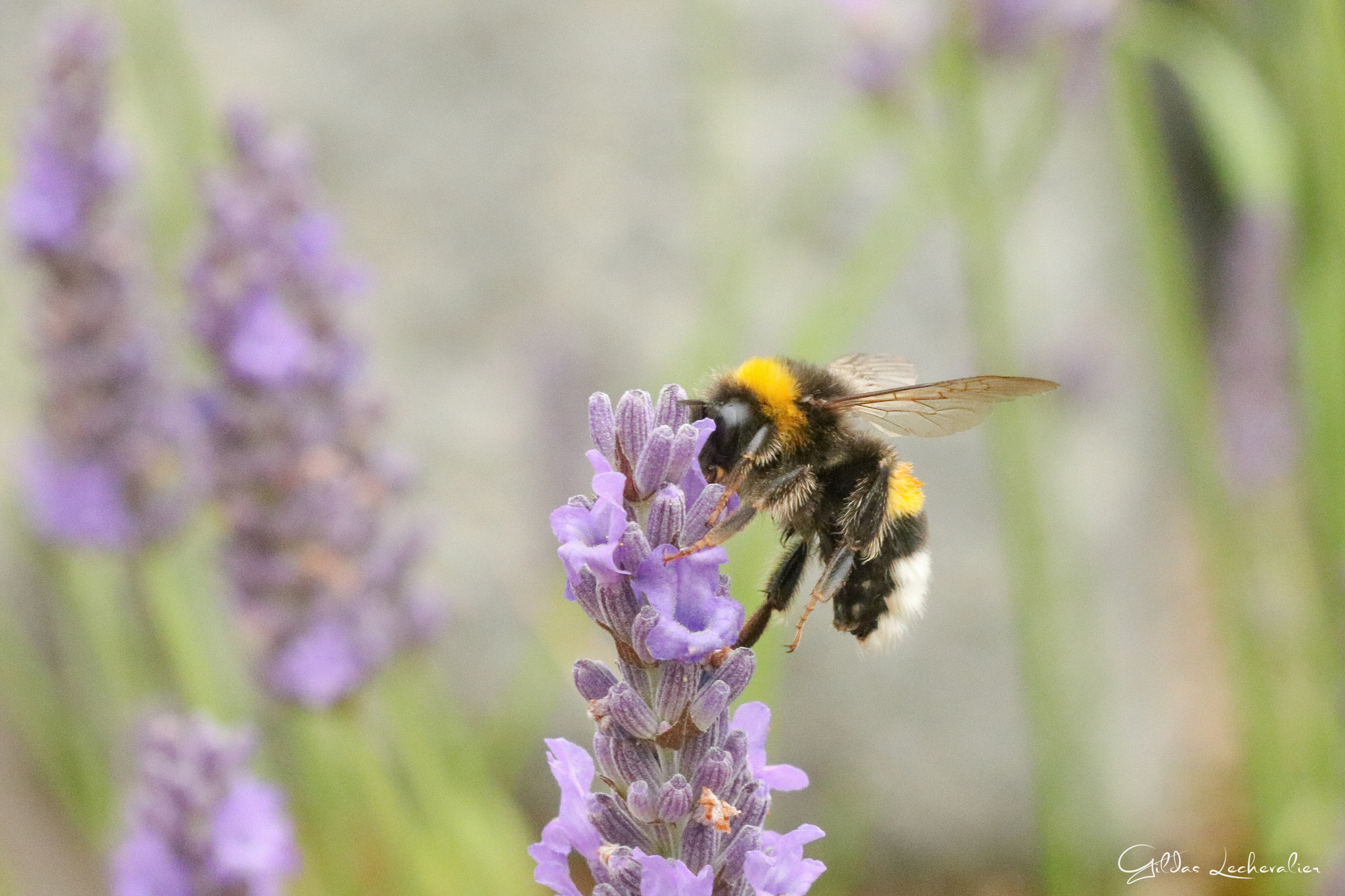 Canon EF 100mm F2.8 Macro USM sample photo. Bumblebee on fly photography