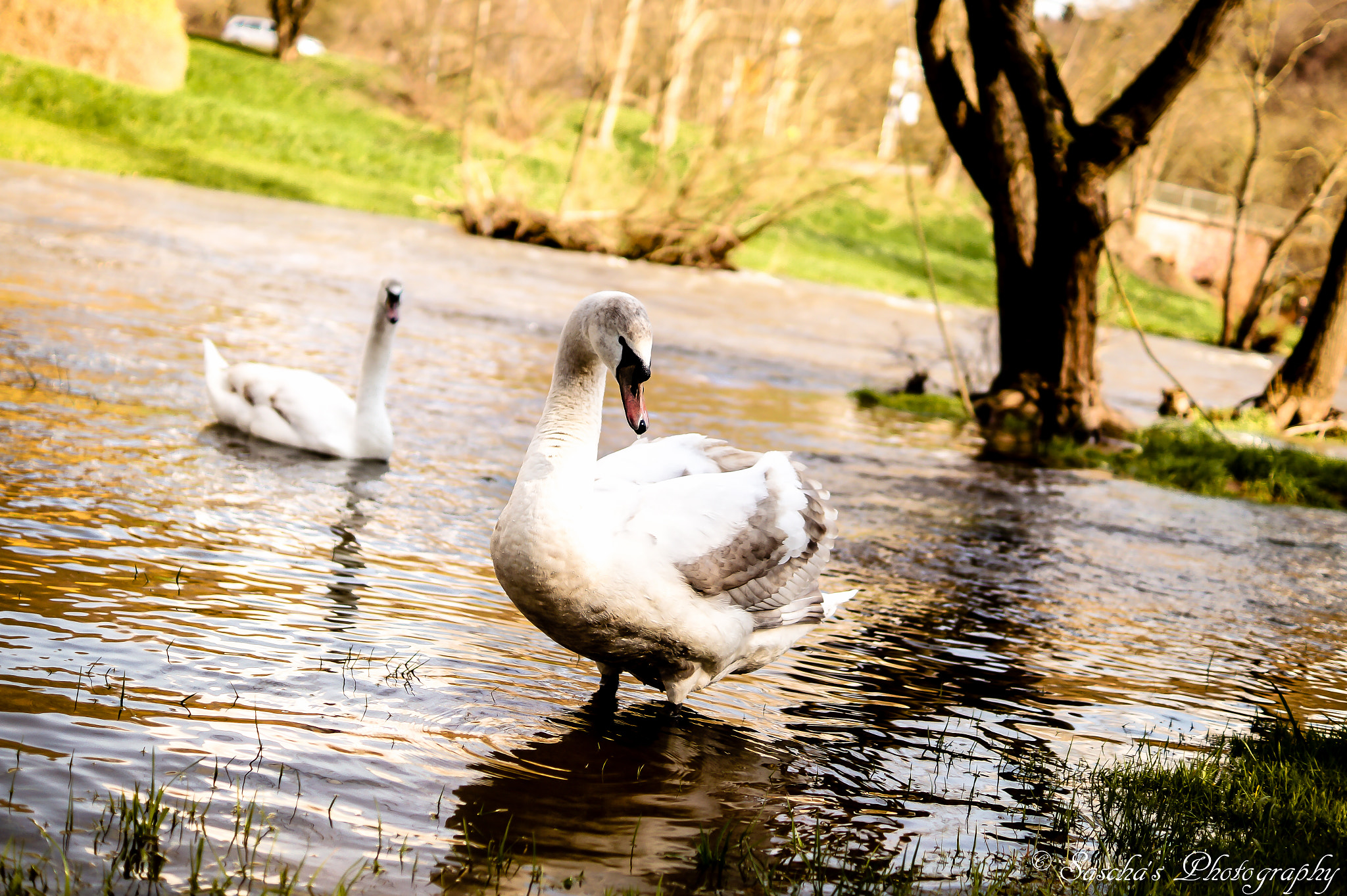 Sony SLT-A58 + Sony DT 35mm F1.8 SAM sample photo. White swan photography