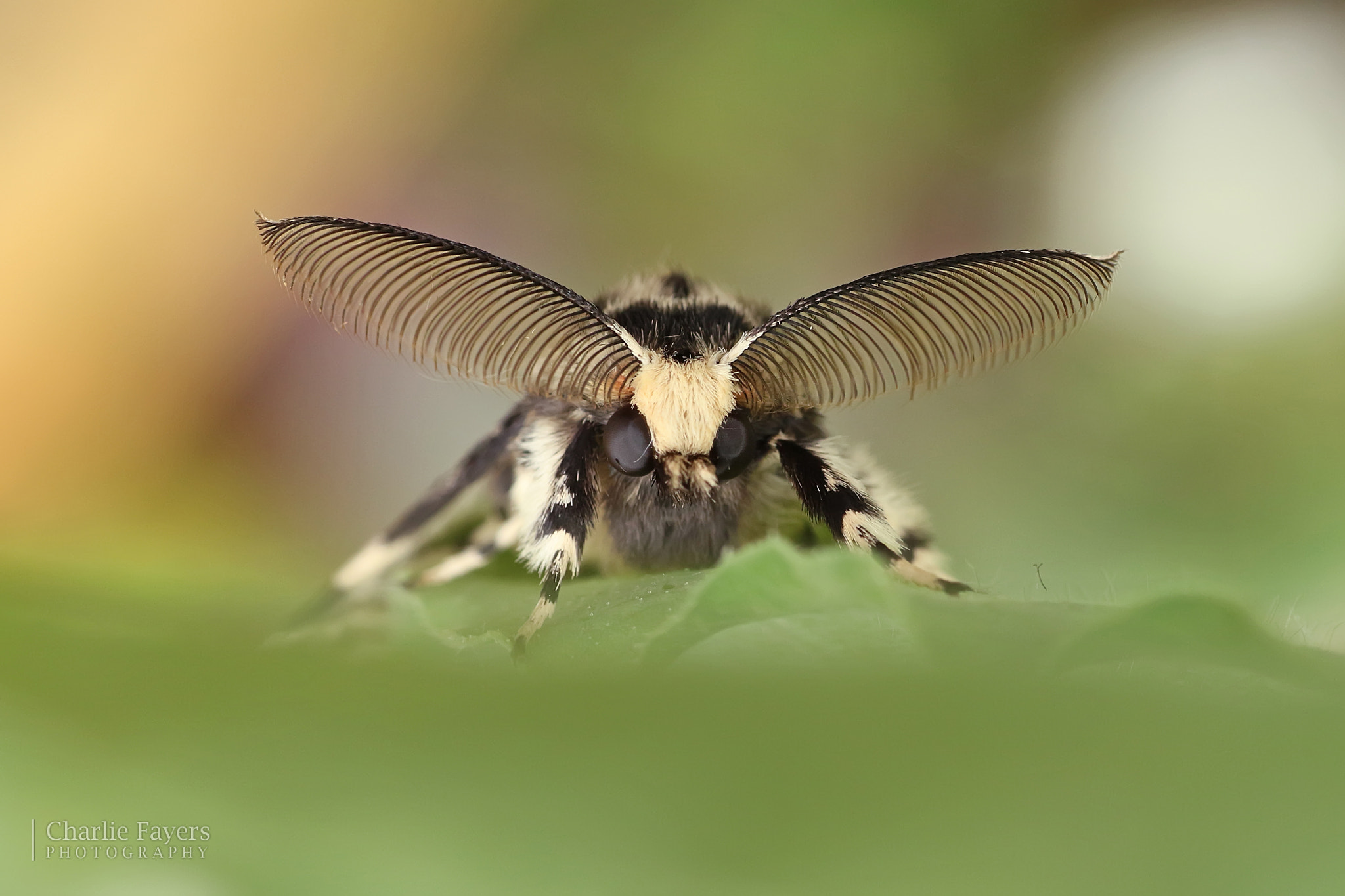 Canon EOS 7D Mark II + Canon EF 50mm F1.8 II sample photo. Black arches moth photography