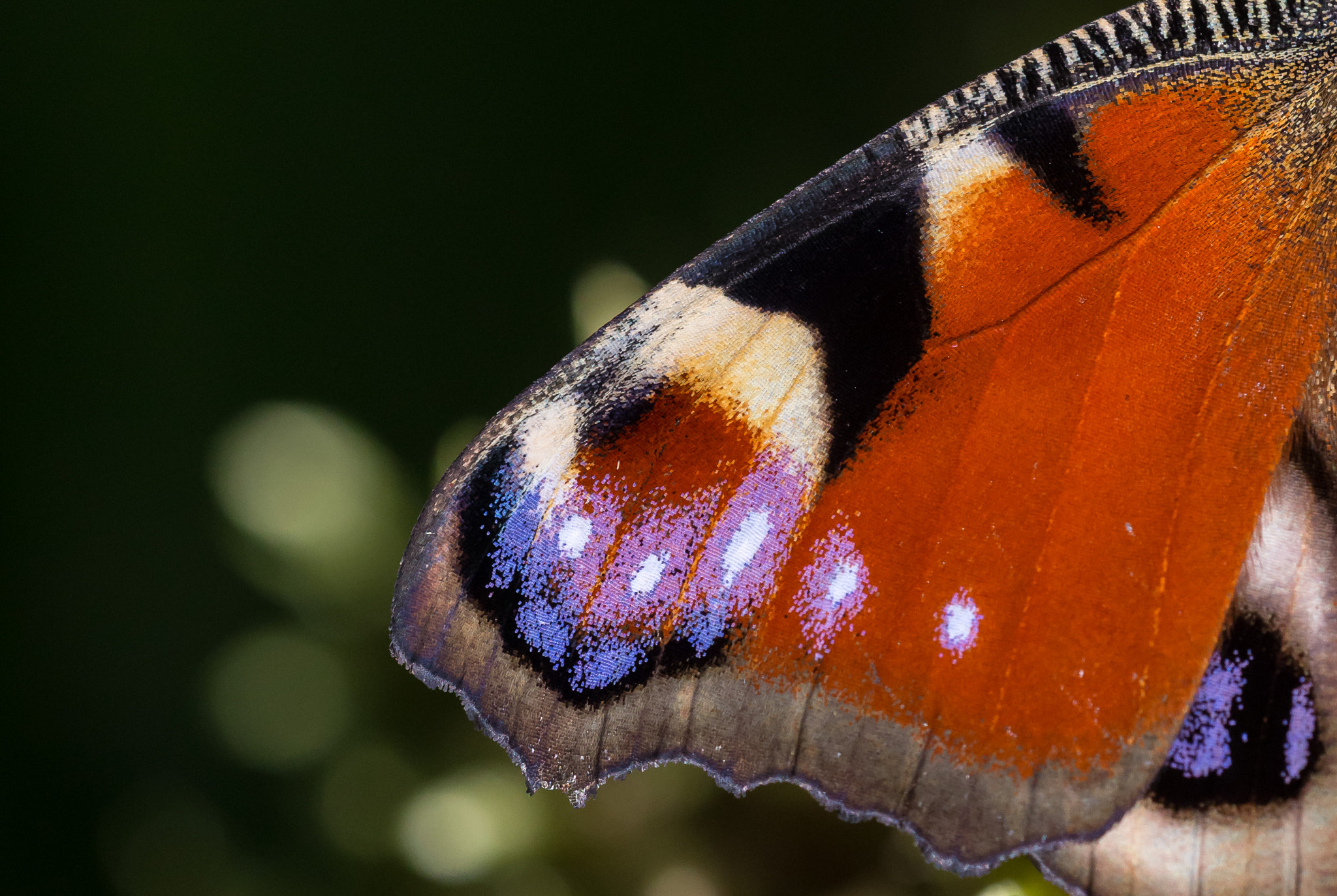 Sigma 150mm f/2.8 EX DG OS HSM APO Macro sample photo. Peacock wing photography