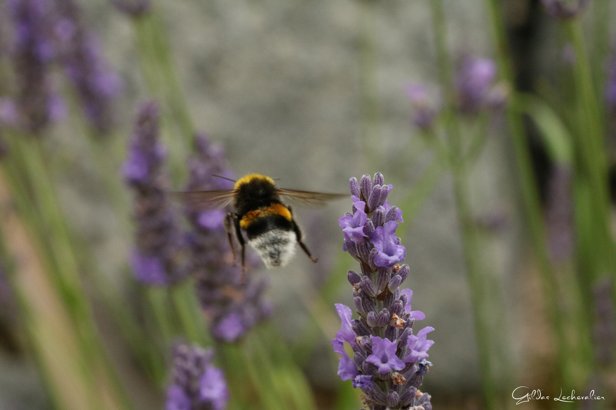 Canon EF 100mm F2.8 Macro USM sample photo. Bumblebee gone photography