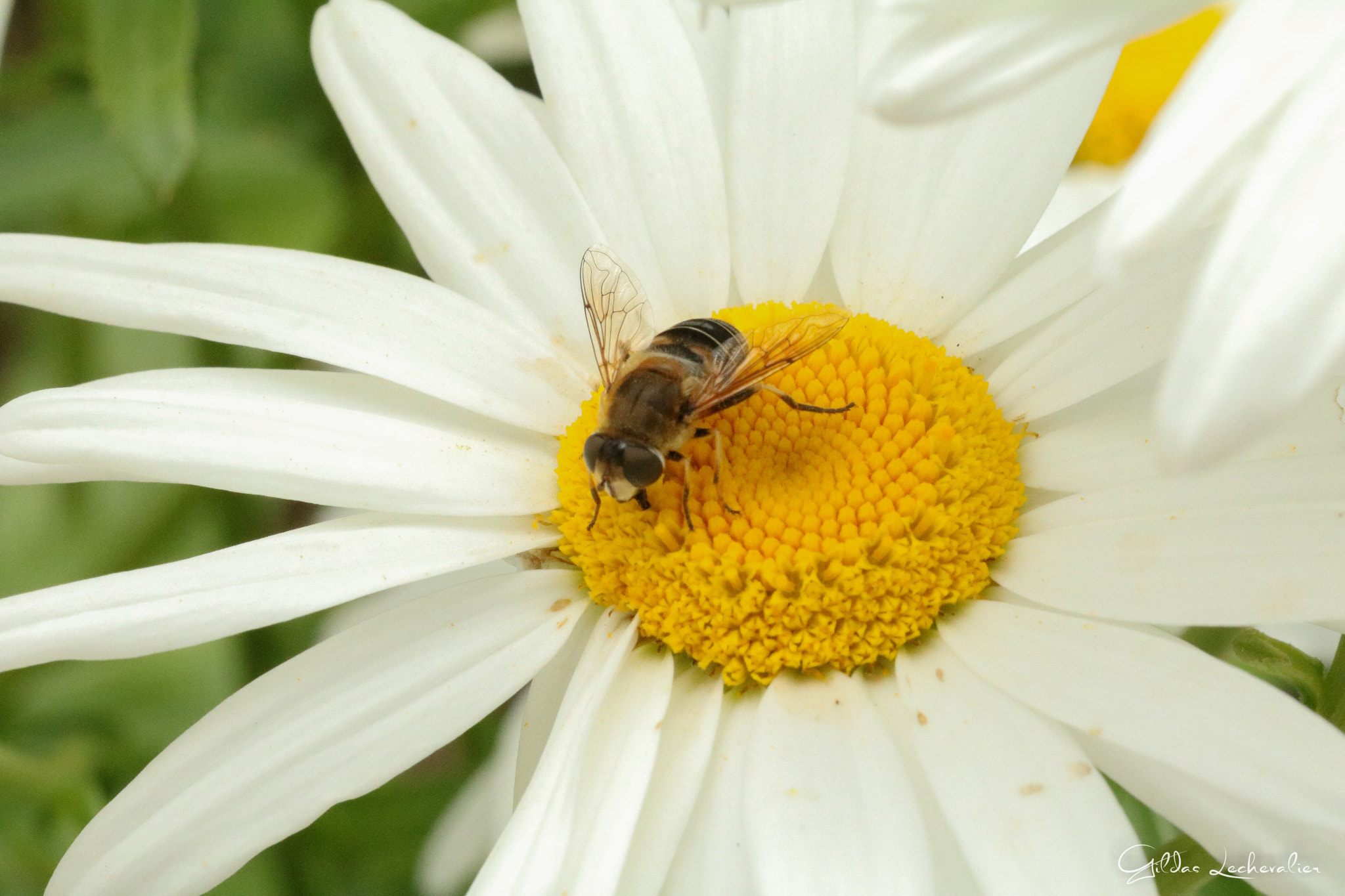 Canon EF 100mm F2.8 Macro USM sample photo. Bee on work photography