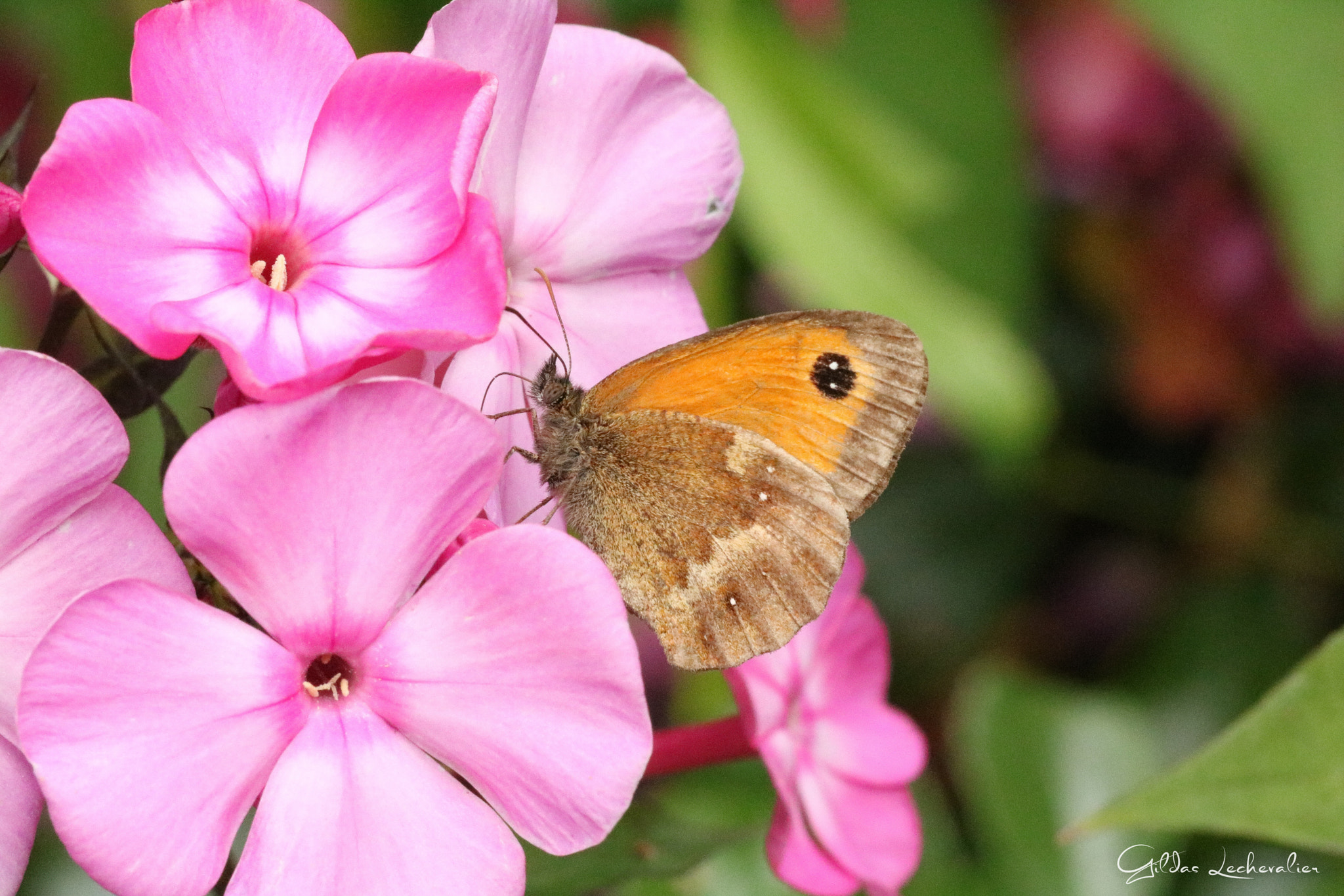 Canon EF 100mm F2.8 Macro USM sample photo. Butterfly effect photography