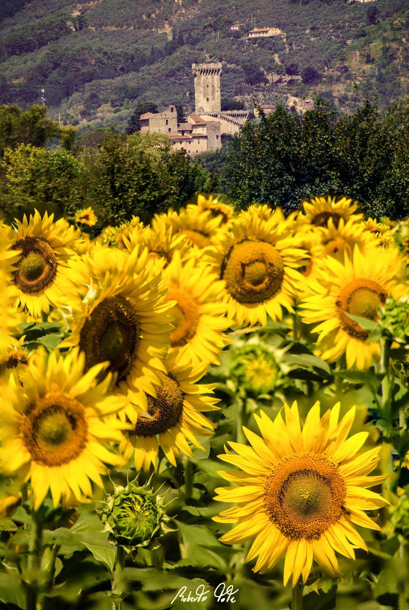 Canon EOS 6D + Canon EF 100-300mm F4.5-5.6 USM sample photo. Castle and sunflowers in focus stacking photography