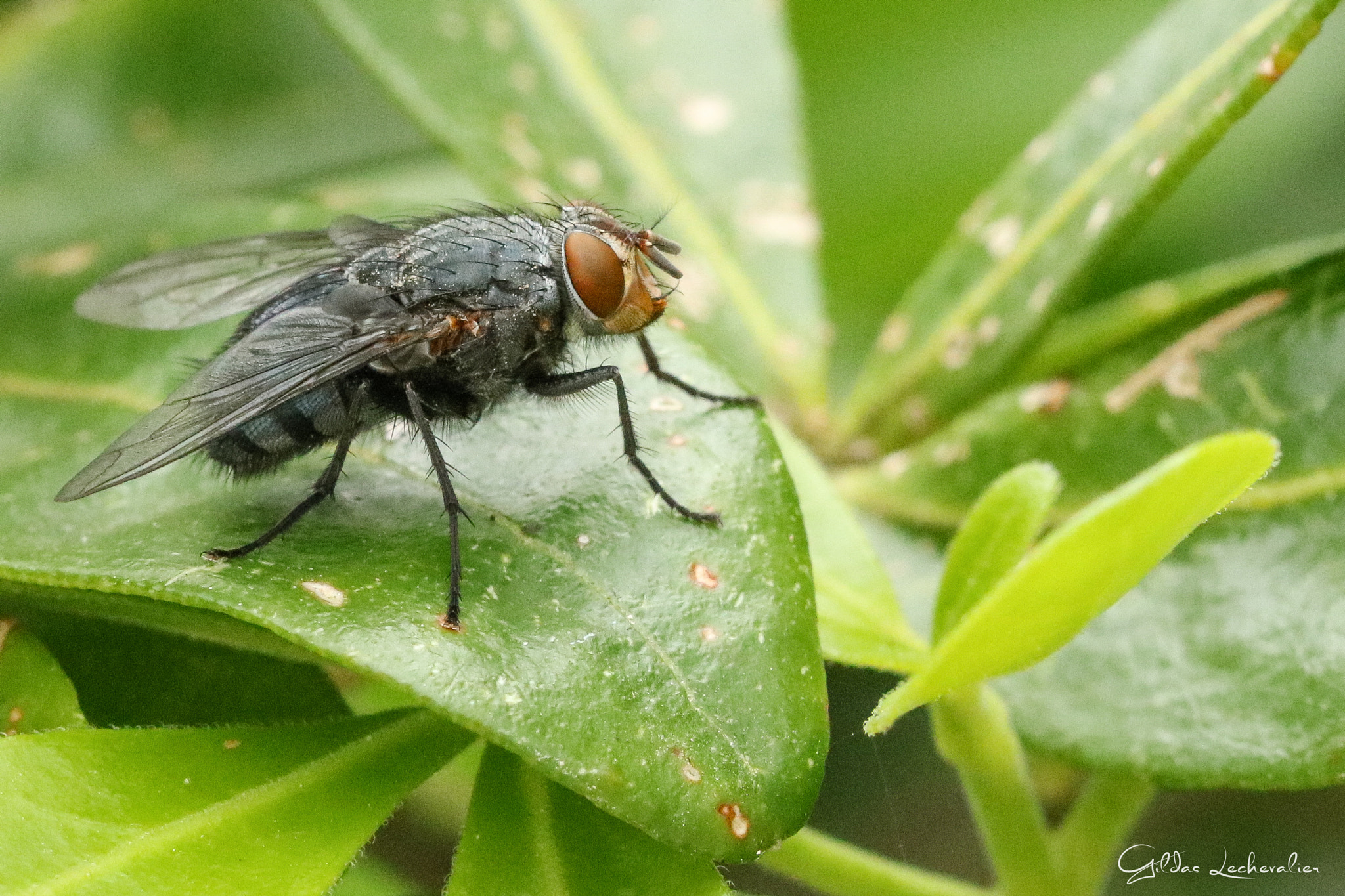 Canon EF 100mm F2.8 Macro USM sample photo. The fly photography
