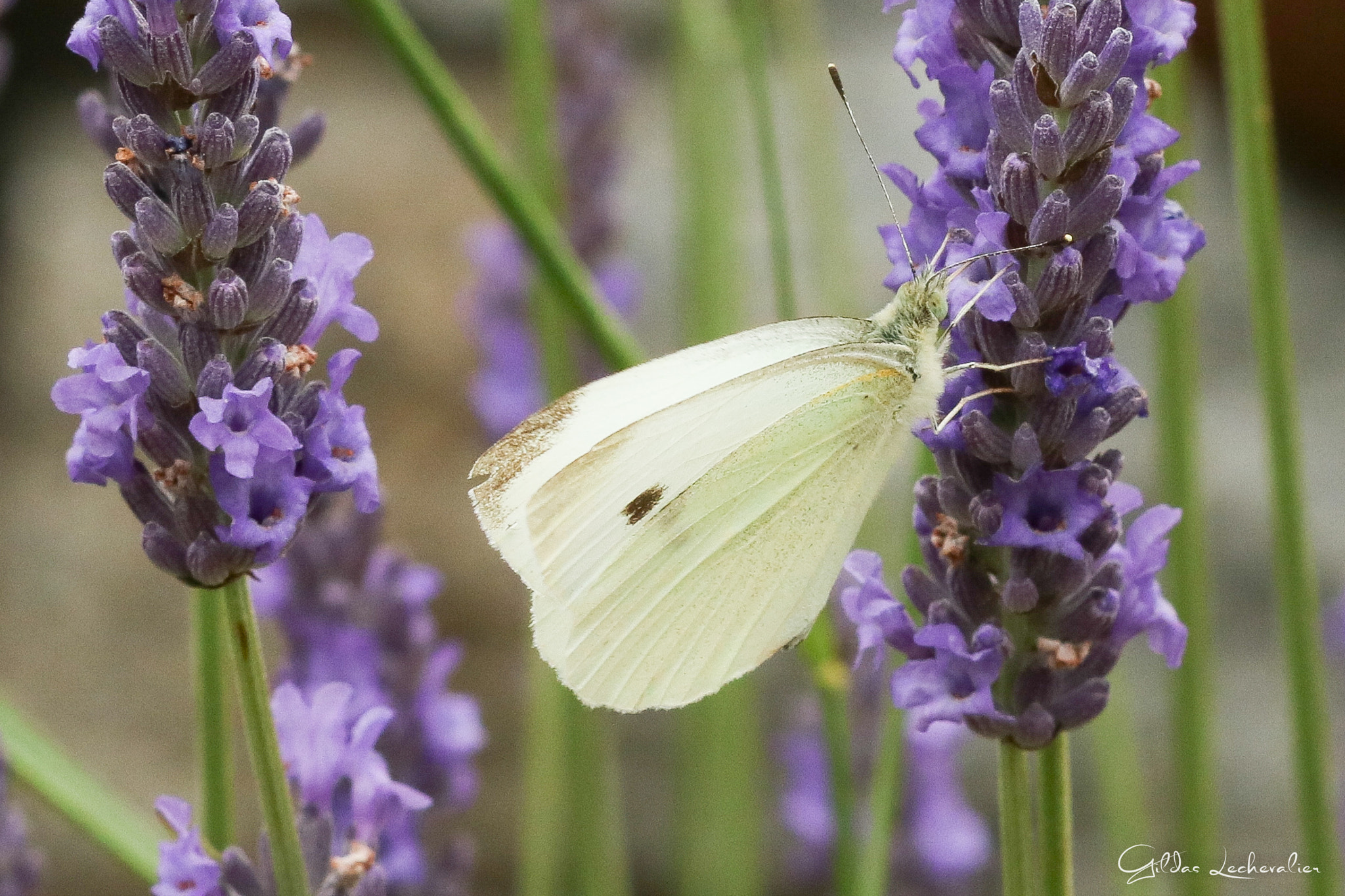 Canon EF 100mm F2.8 Macro USM sample photo. Butterfly effect photography