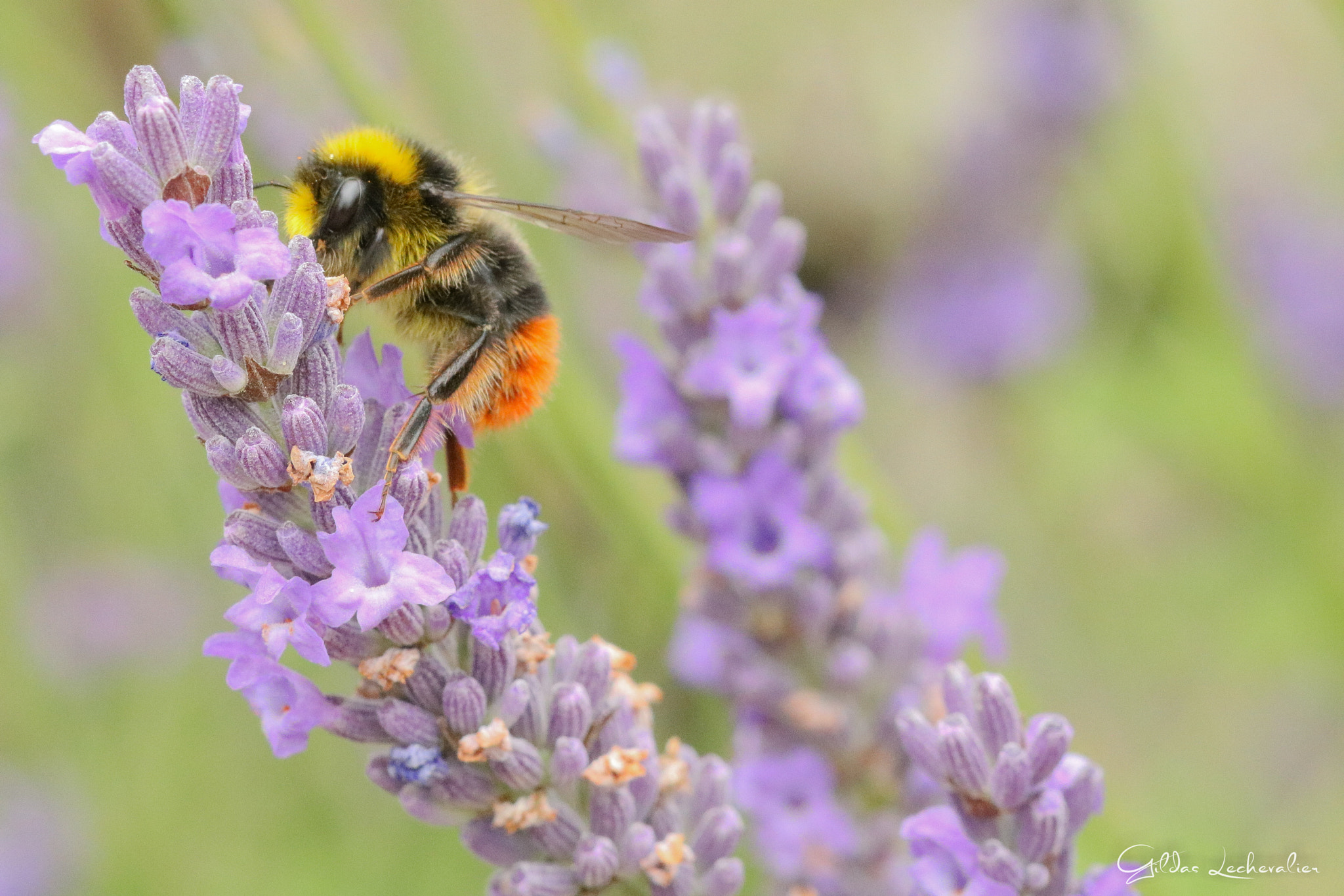 Canon EF 100mm F2.8 Macro USM sample photo. Red bumblebee photography