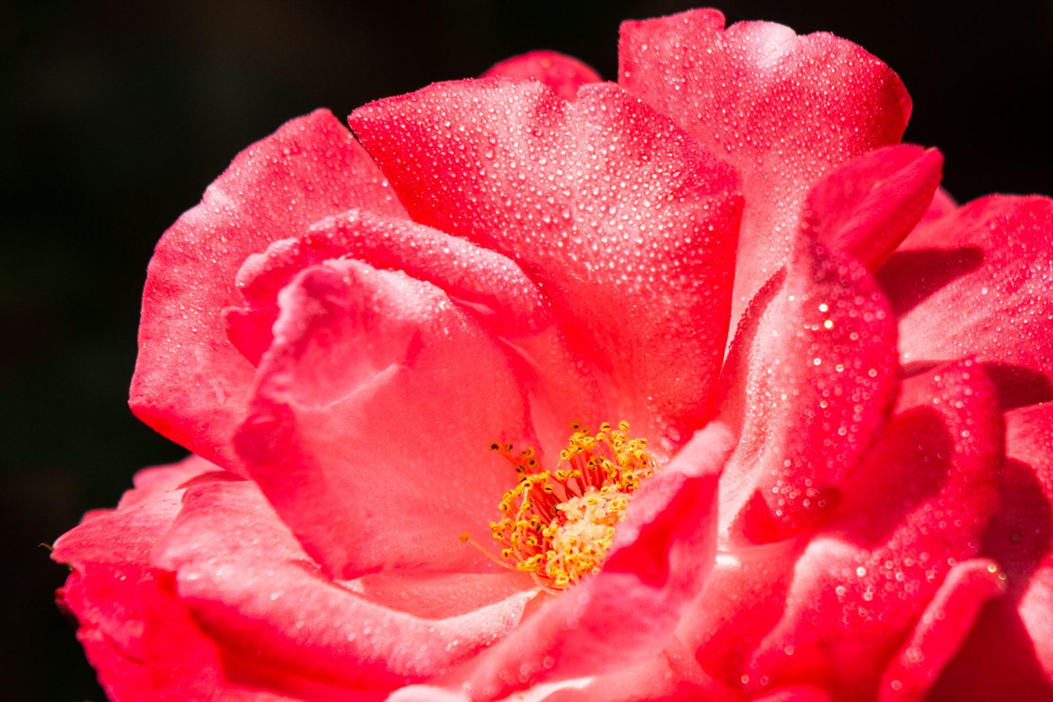 Sigma 70-200mm F2.8 EX DG Macro HSM II sample photo. Petals photography