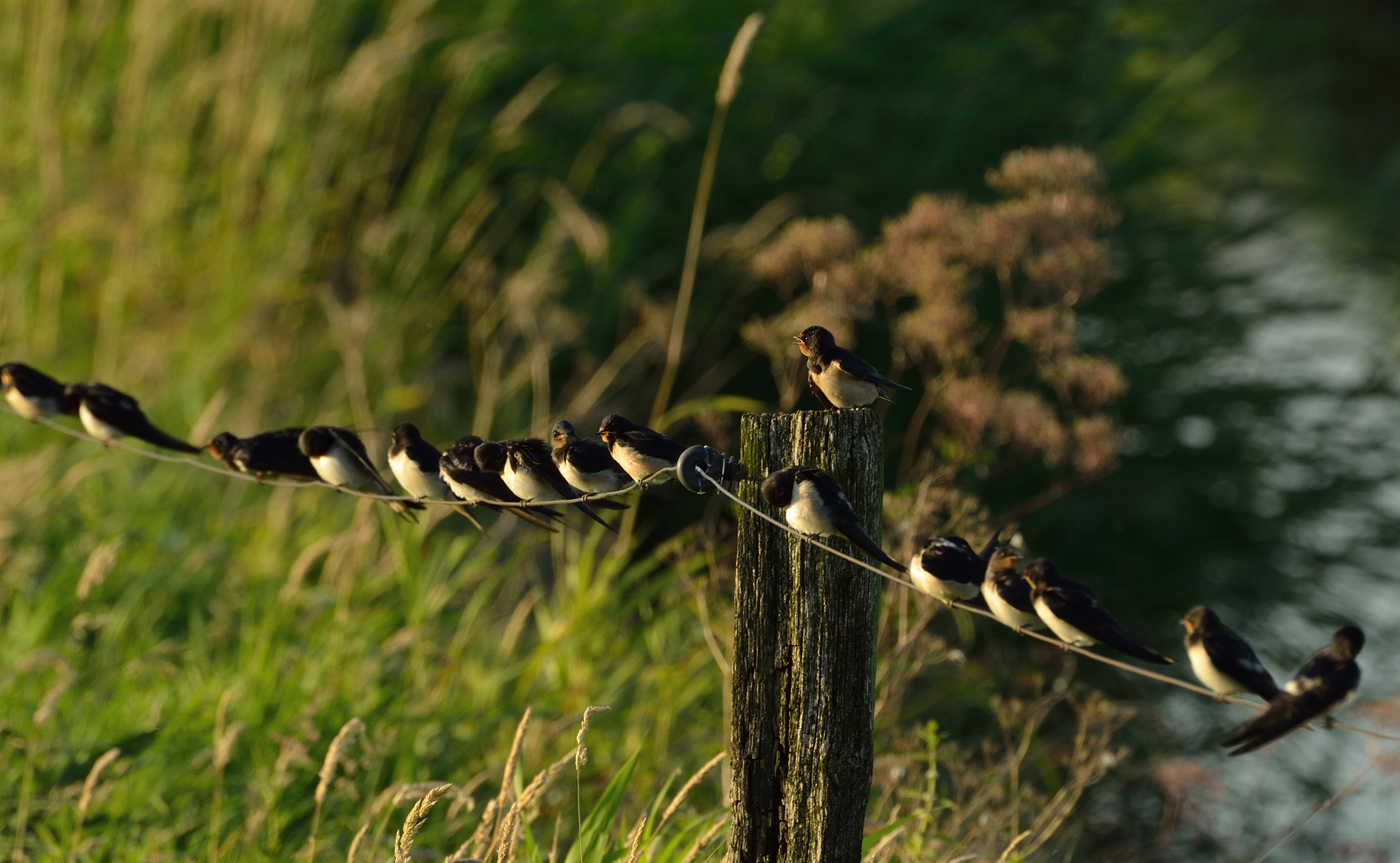 Nikon D600 + Nikon AF-S Nikkor 600mm F4G ED VR sample photo. Boerenzwaluwen photography