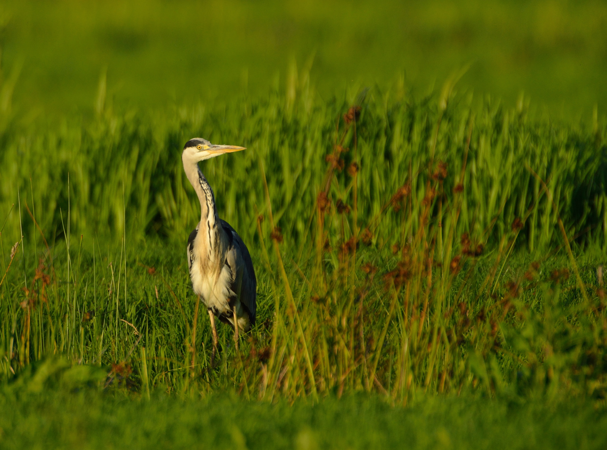 AF-S Nikkor 600mm f/4D IF-ED + TC-14E sample photo. Blauwe reiger photography