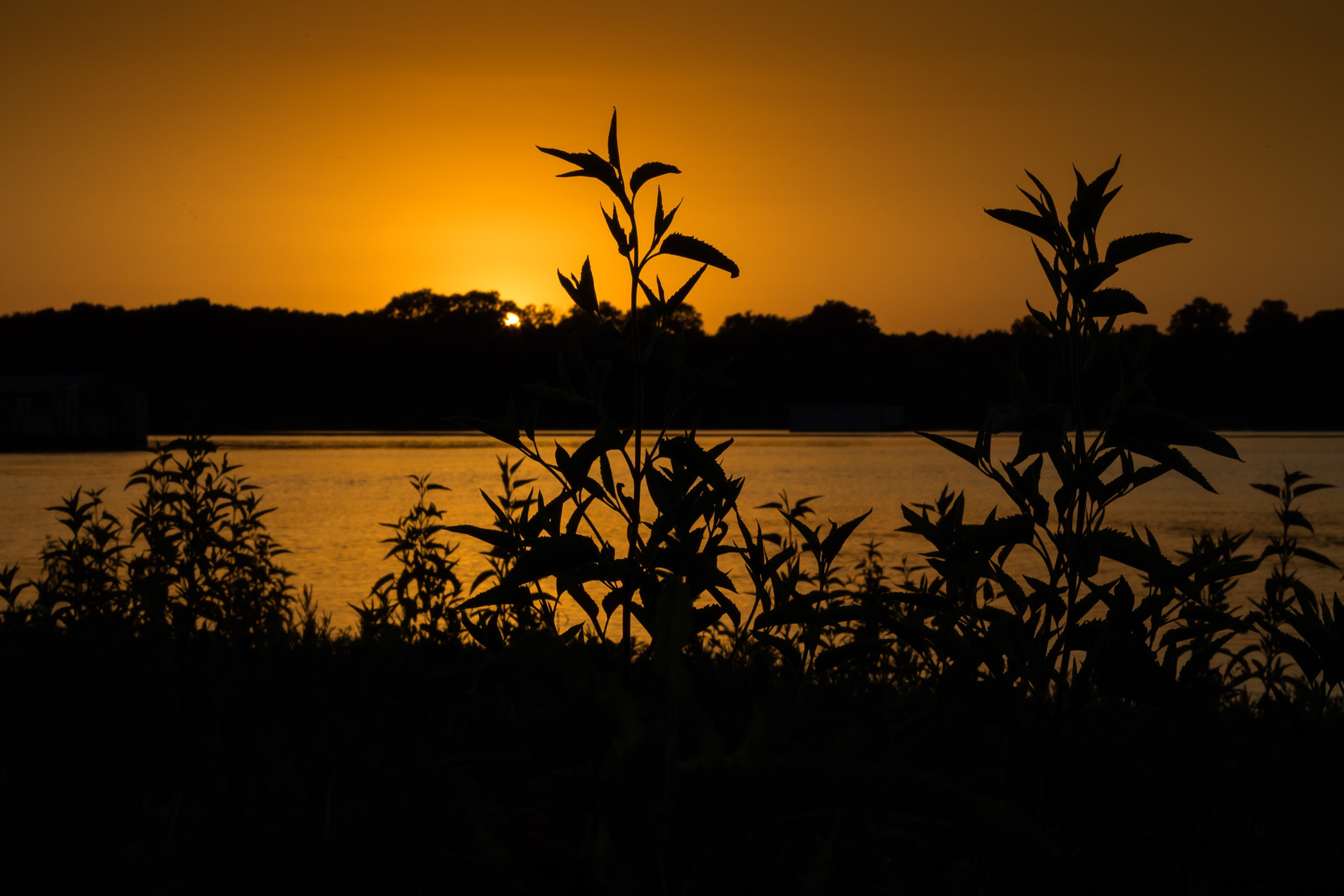 Canon EOS 760D (EOS Rebel T6s / EOS 8000D) + Canon EF 50mm F1.8 II sample photo. Sunset grapevine lake photography