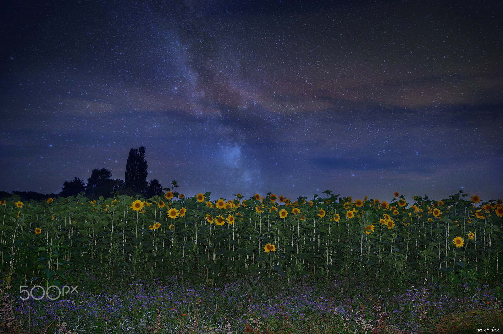 Pentax K-3 sample photo. Night of the sunflowers photography