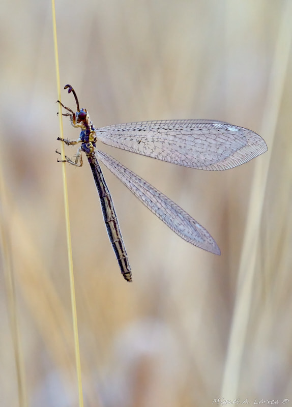 Sony ILCA-77M2 sample photo. Antlion photography