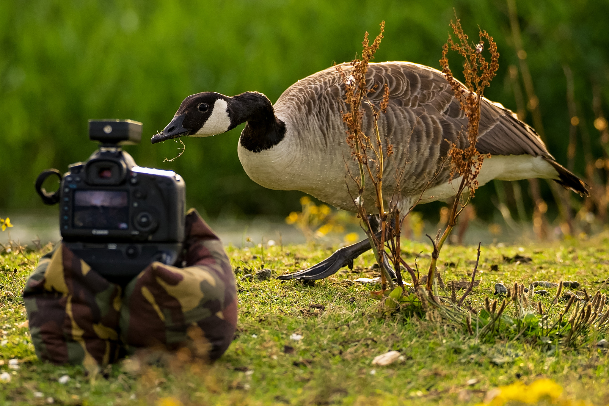 150-600mm F5-6.3 DG OS HSM | Sports 014 sample photo. Have i got something on my face.jpg photography