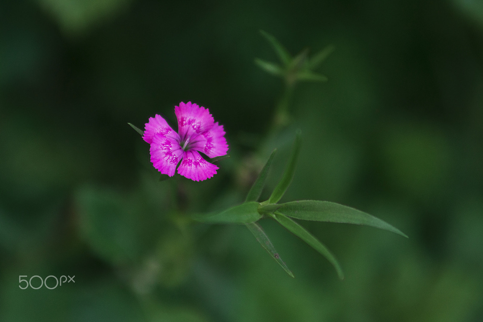 Sigma 24-70mm F2.8 EX DG Macro sample photo. Pink innocence photography