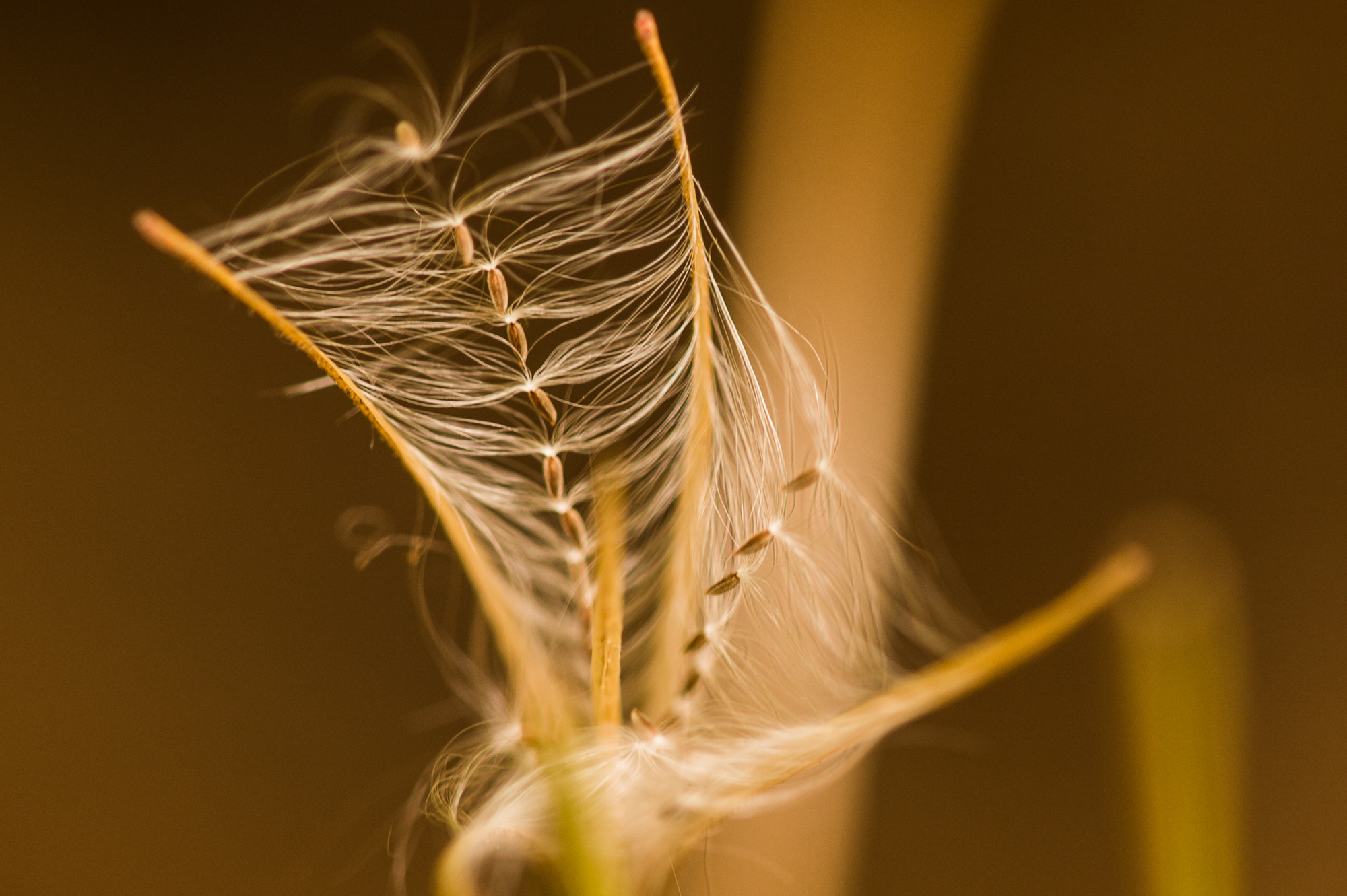 Nikon AF Micro-Nikkor 200mm F4D ED-IF sample photo. Redwood forest photography