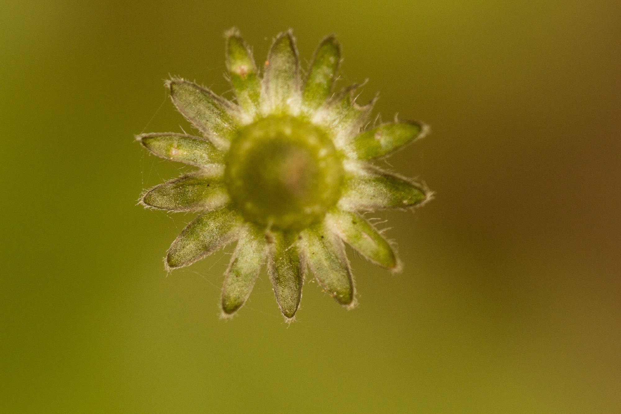 Nikon D4S + Nikon AF Micro-Nikkor 200mm F4D ED-IF sample photo. Redwood forest photography