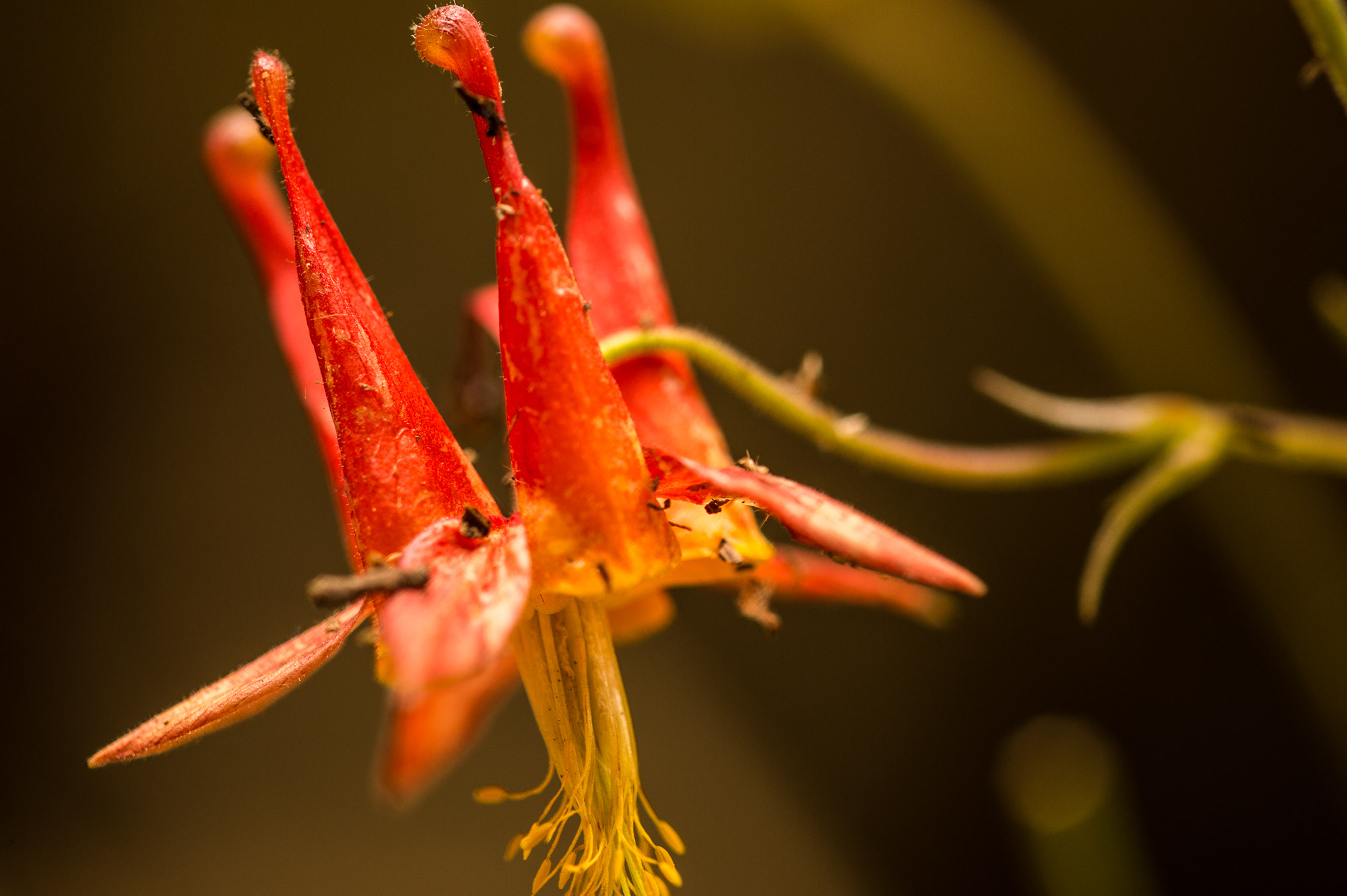 Nikon D4S + Nikon AF Micro-Nikkor 200mm F4D ED-IF sample photo. Redwood forest photography