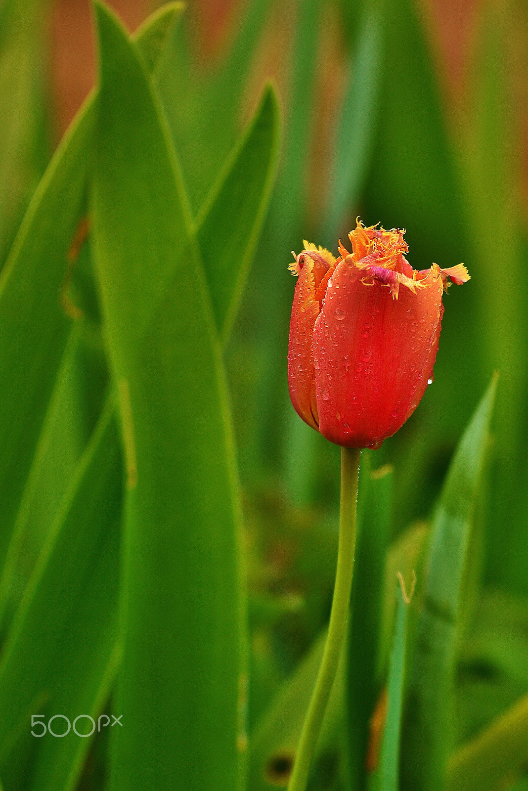 Nikon D7100 + Sigma 50-150mm F2.8 EX APO DC OS HSM sample photo. Flower photography