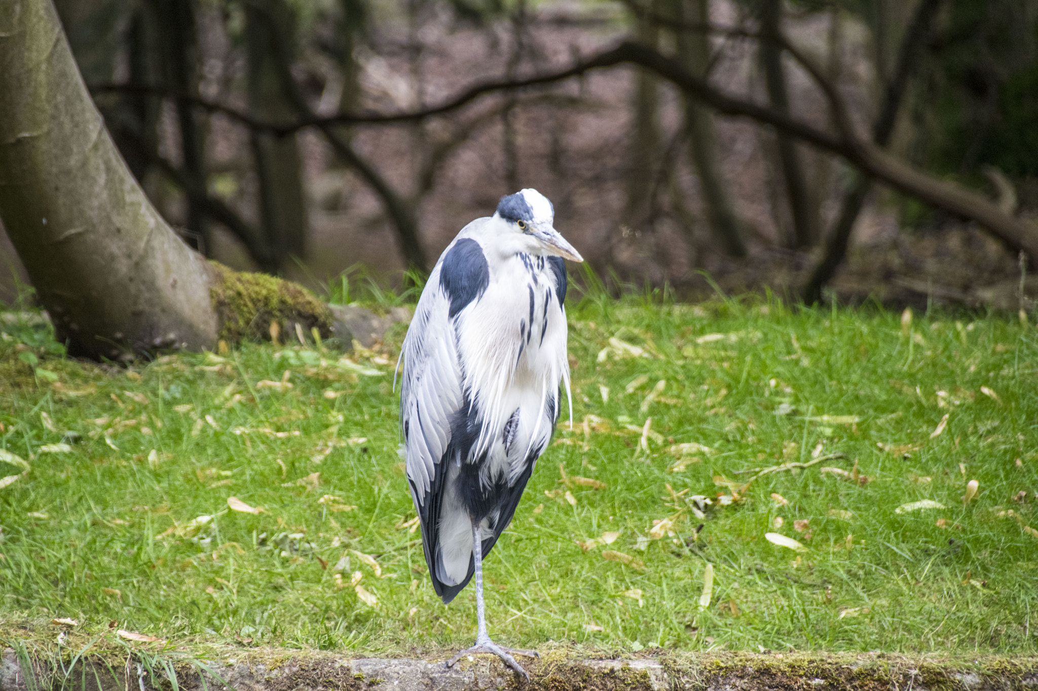 Sigma 18-250mm F3.5-6.3 DC Macro OS HSM sample photo. Down by the waterside photography
