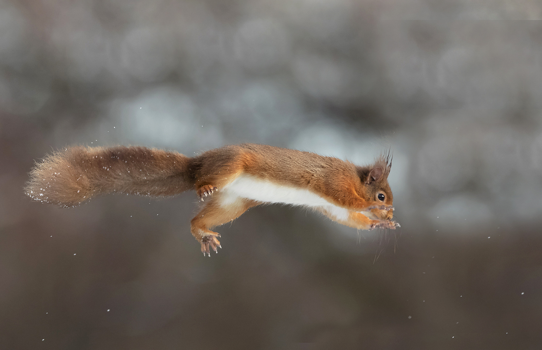 Canon EF 300mm F2.8L IS USM sample photo. Leap of faith photography