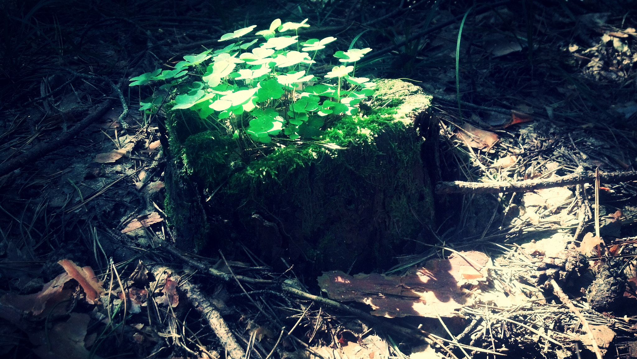 Motorola DROID RAZR sample photo