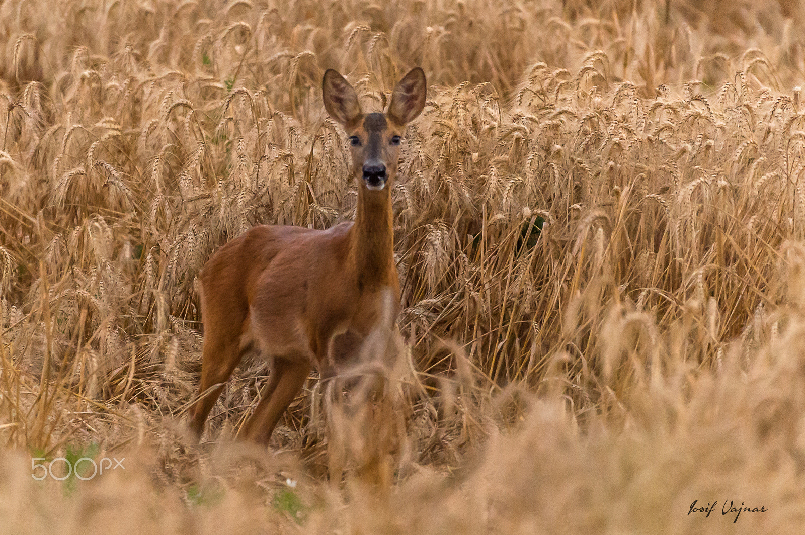 Nikon AF-S Nikkor 200-500mm F5.6E ED VR sample photo. Morning walk photography