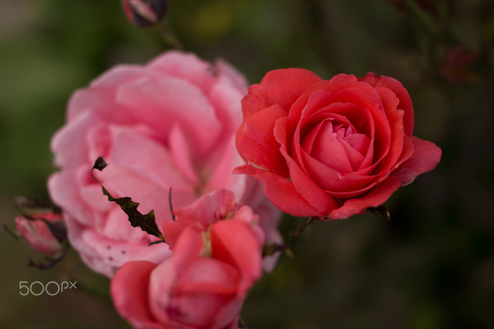 Canon EF 40mm F2.8 STM sample photo. 28051623624.jpg photography