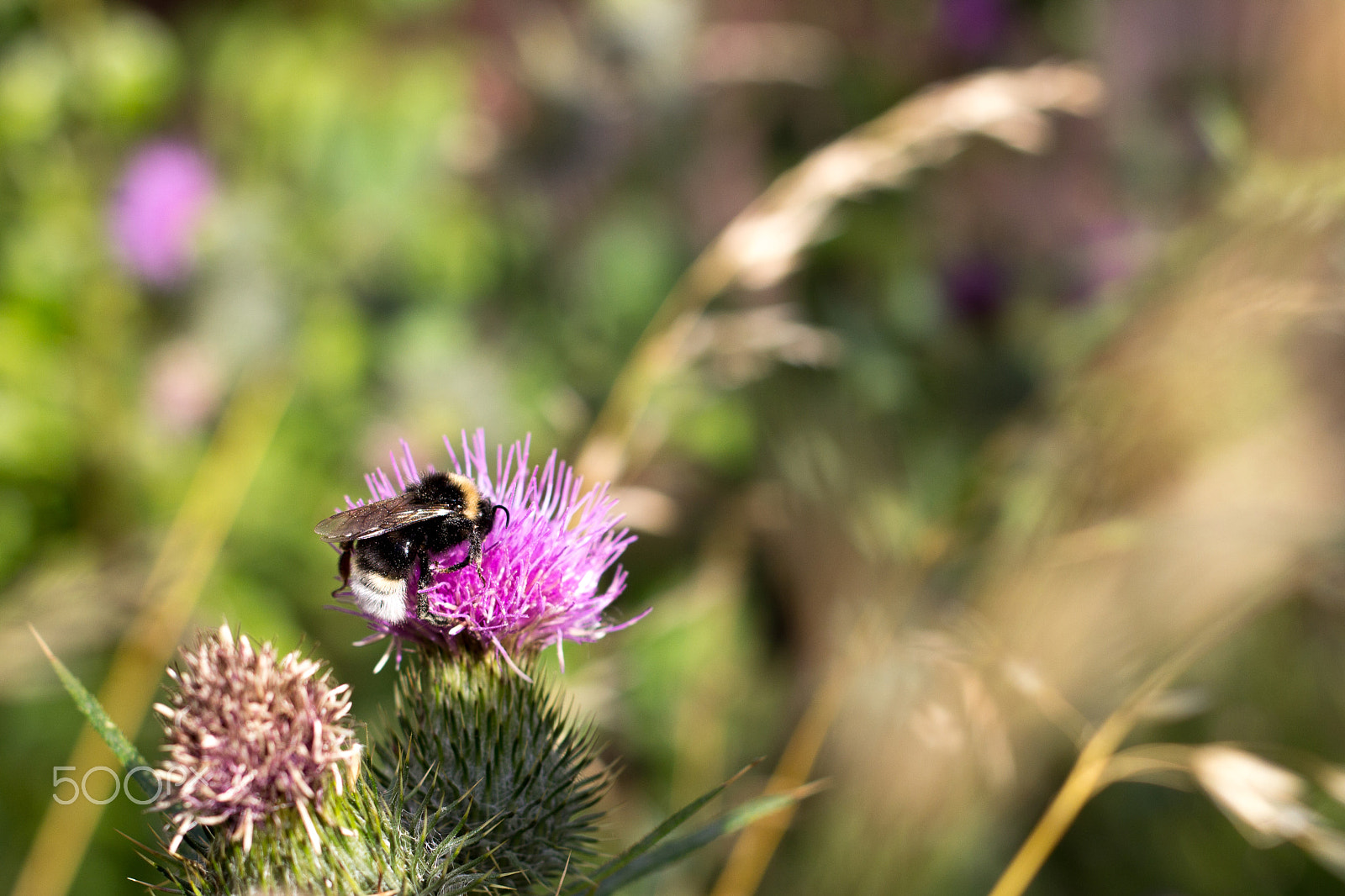 Canon EF 40mm F2.8 STM sample photo. 28590571161.jpg photography