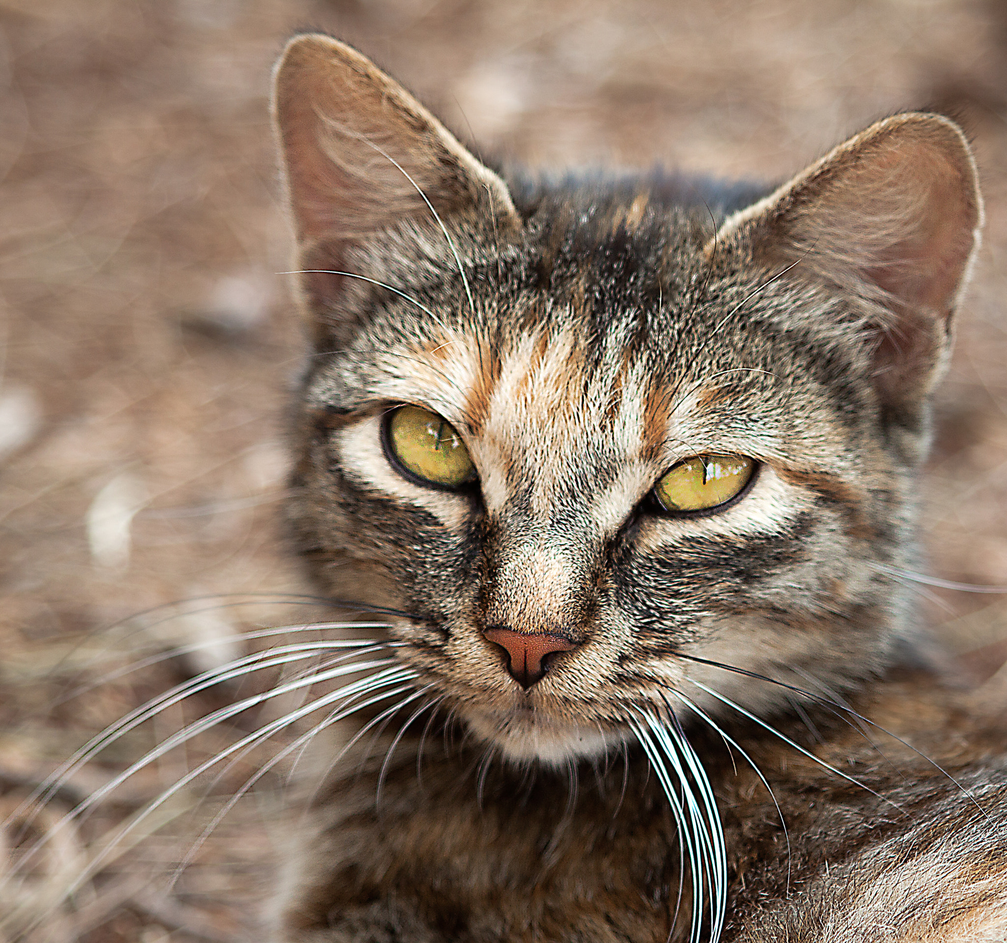 Canon EF 28-105mm f/3.5-4.5 USM sample photo. Gattino... photography