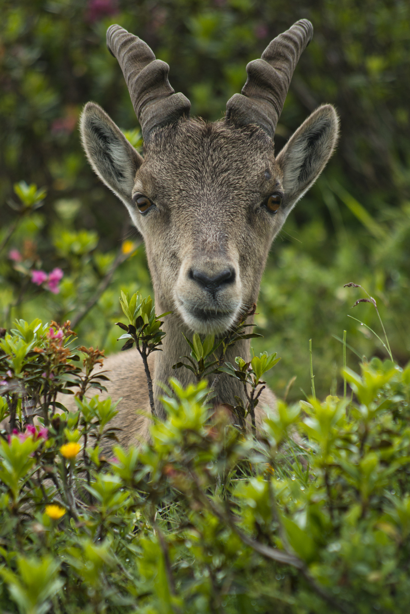 Nikon D800 + AF Nikkor 70-210mm f/4-5.6D sample photo. Wild portrait photography