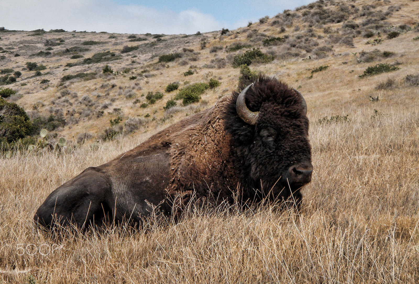 Olympus u1050SW,S1050SW sample photo. Resting buffalo photography