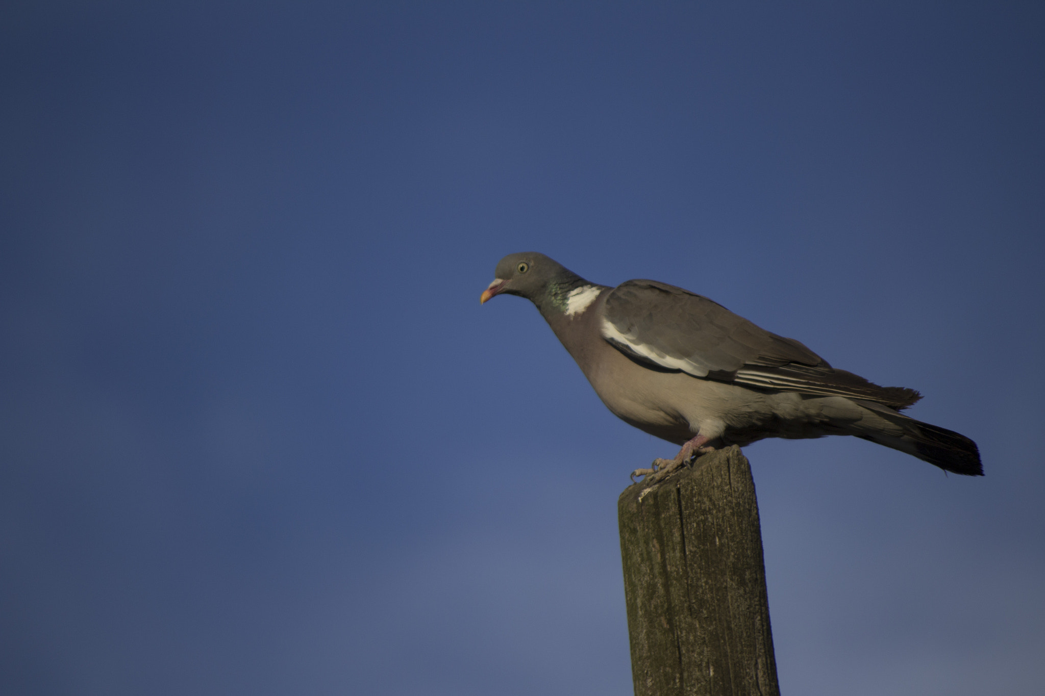 Canon EF-S 55-250mm F4-5.6 IS sample photo. Pigeon john photography