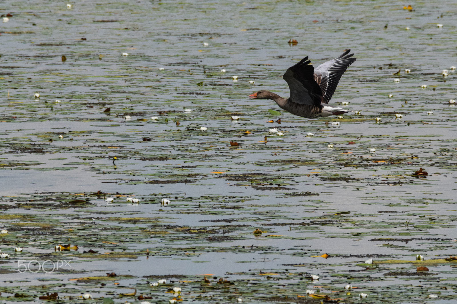 Tamron SP 150-600mm F5-6.3 Di VC USD sample photo. A greylag in flight, wings extended photography