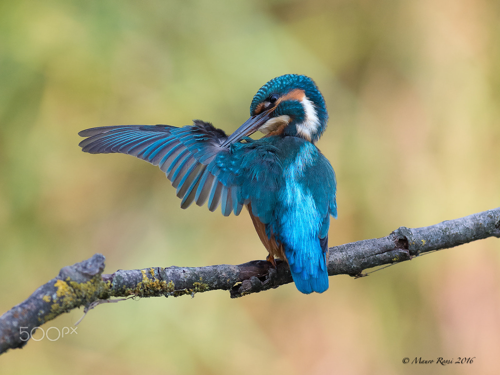 Nikon AF-S Nikkor 300mm F2.8G ED VR II sample photo. Kingfisher photography