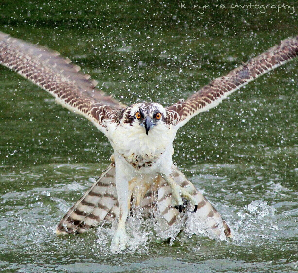 Canon EOS 1200D (EOS Rebel T5 / EOS Kiss X70 / EOS Hi) + Canon EF 400mm F5.6L USM sample photo. Female juvenile osprey attempting to catch a fish  photography